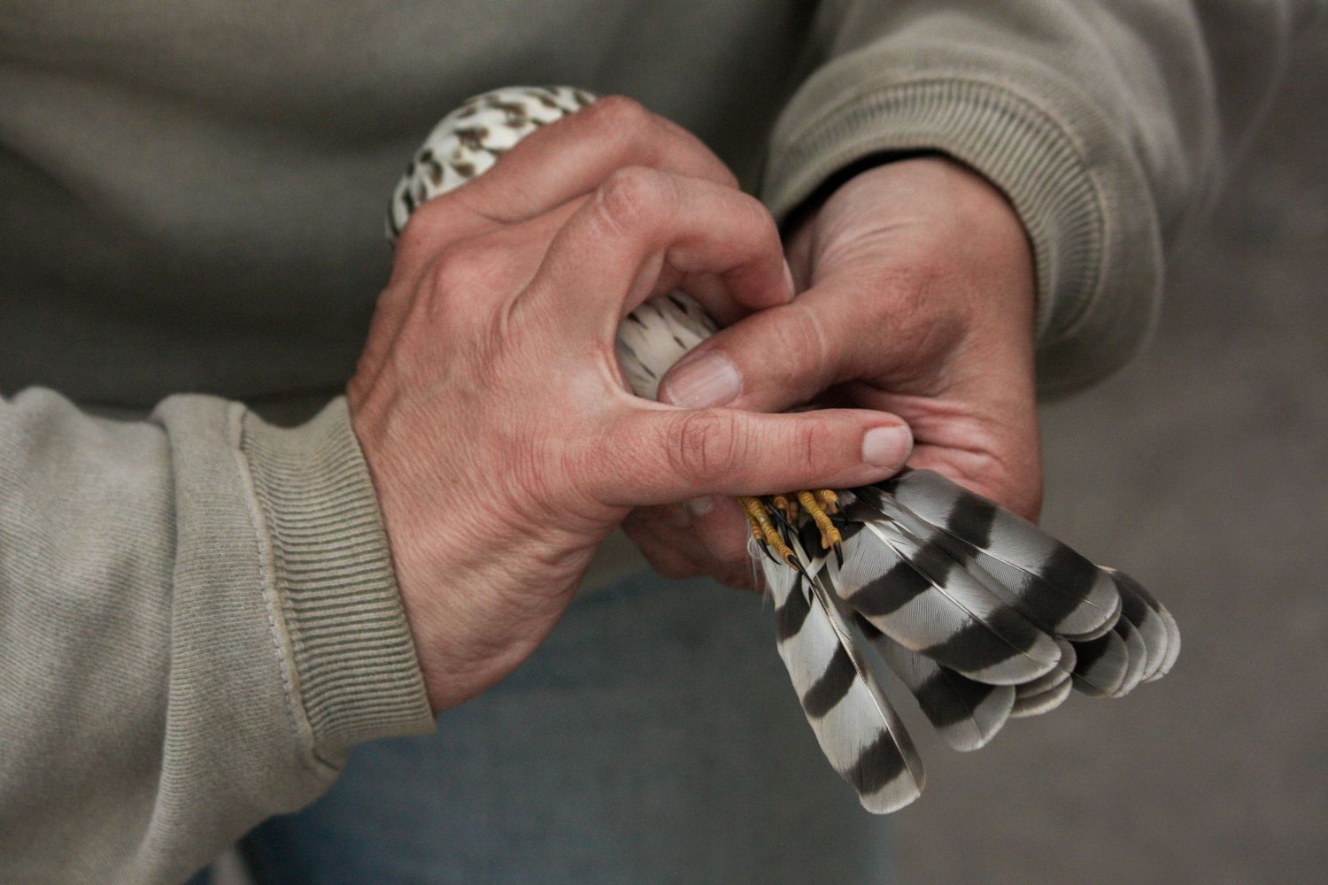 A researcher holds a hawk, temporarily caught for banding, and points to its striped tail feathers. Photo by Jessica Rix. #wacc:controlled
