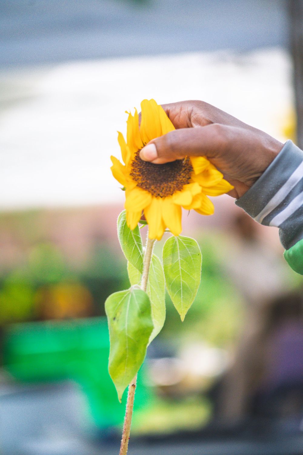A hand gently touches a bright yellow sunflower bloom in natural lighting.