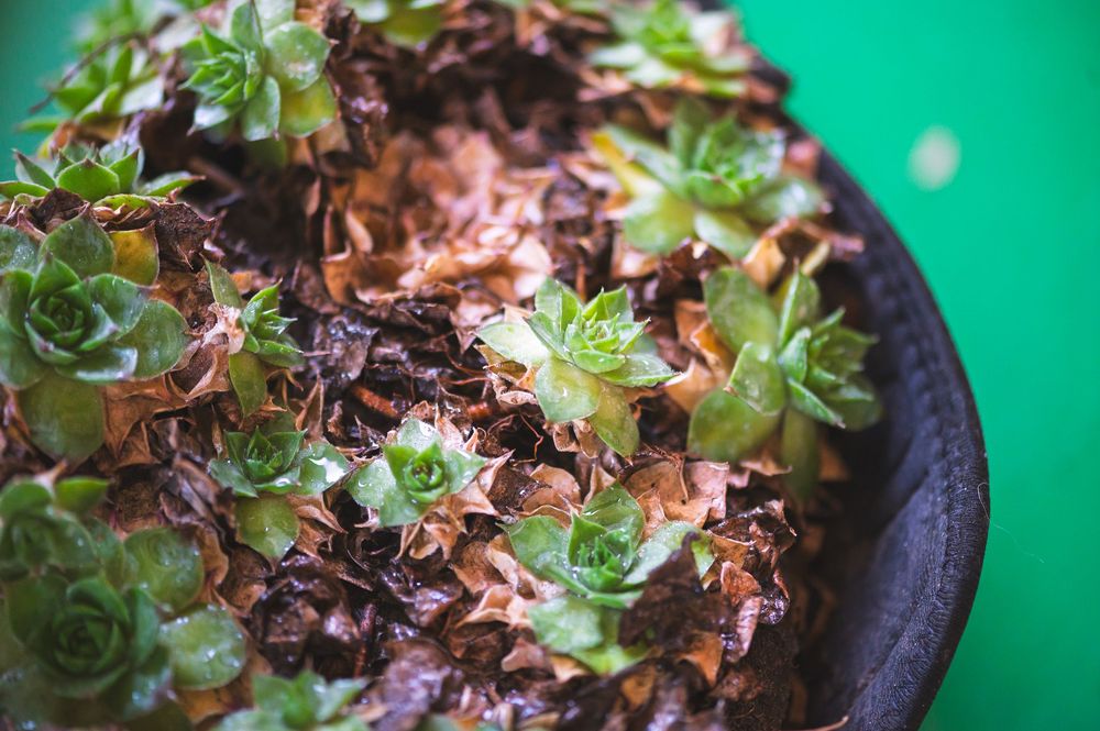 Succulent plants growing in dark pots against a bright green background.
