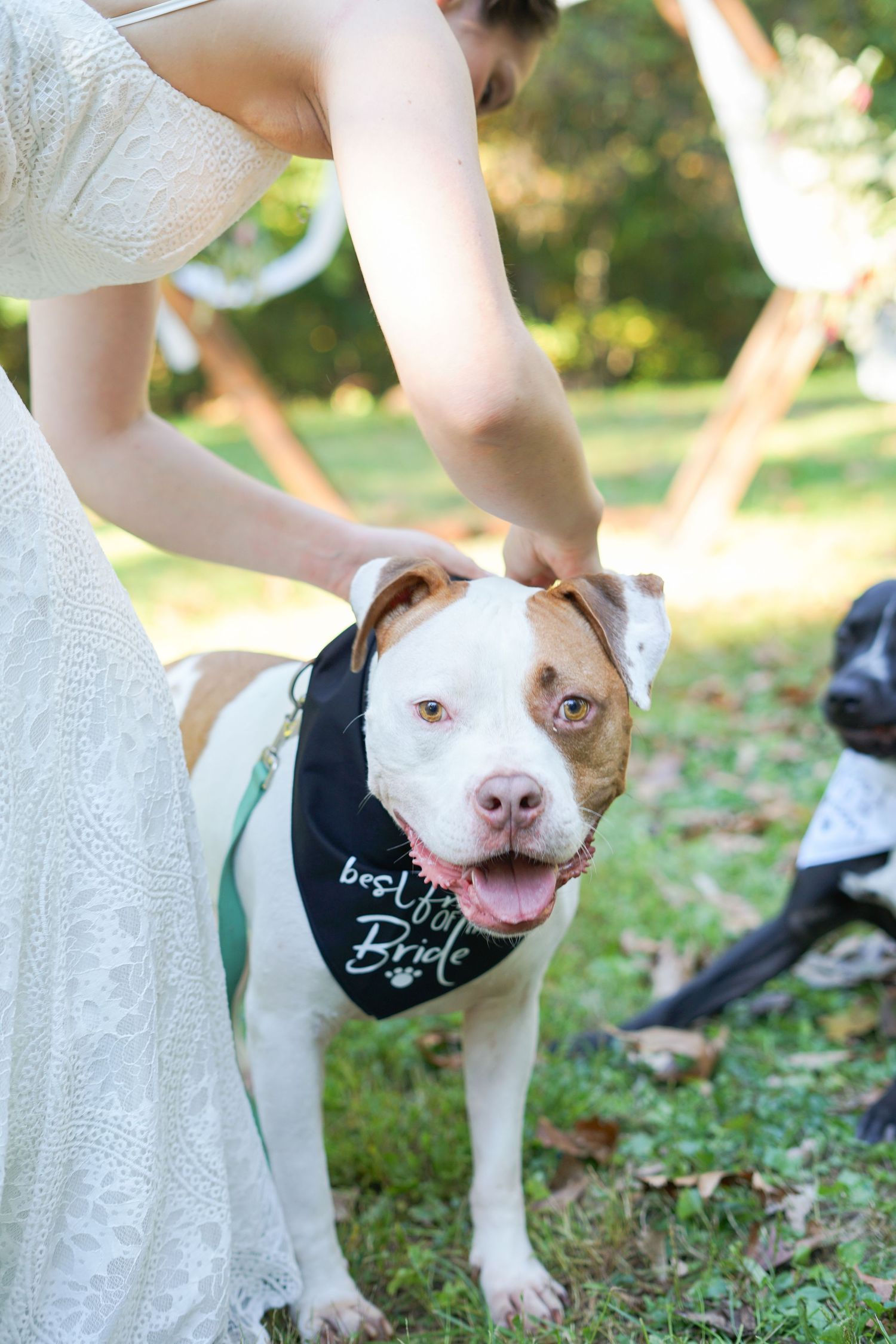 A white and brown pit bull wearing a black bandana stands next to someone in a white dress outdoors.