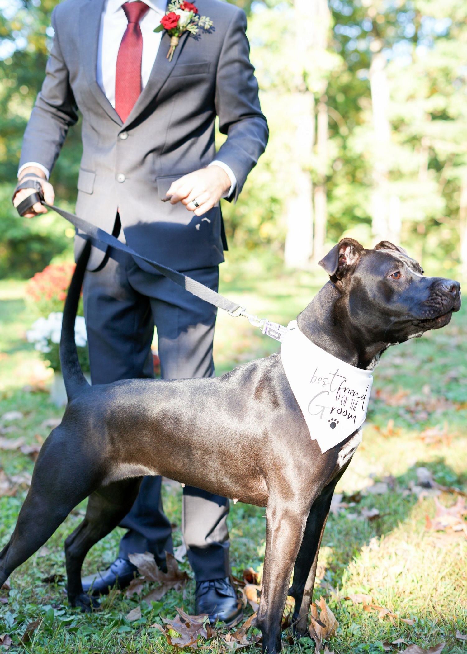 A black dog in formal attire stands alertly next to someone wearing a gray suit and red tie.
