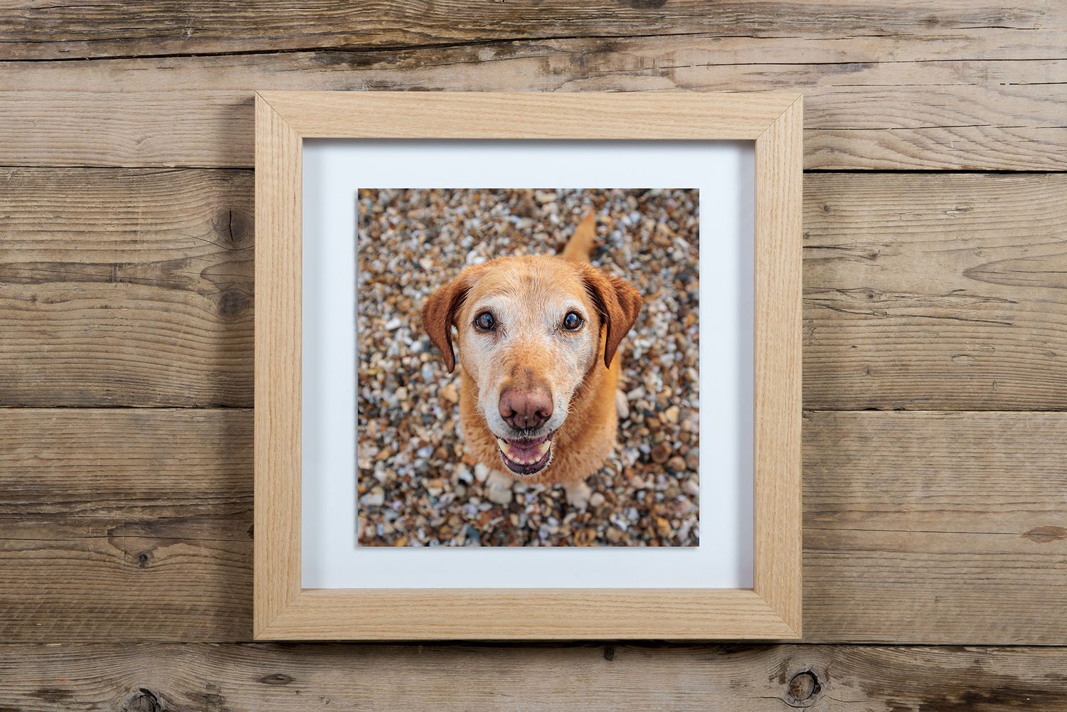 Framed square portrait of a golden retriever surrounded by autumn leaves.
