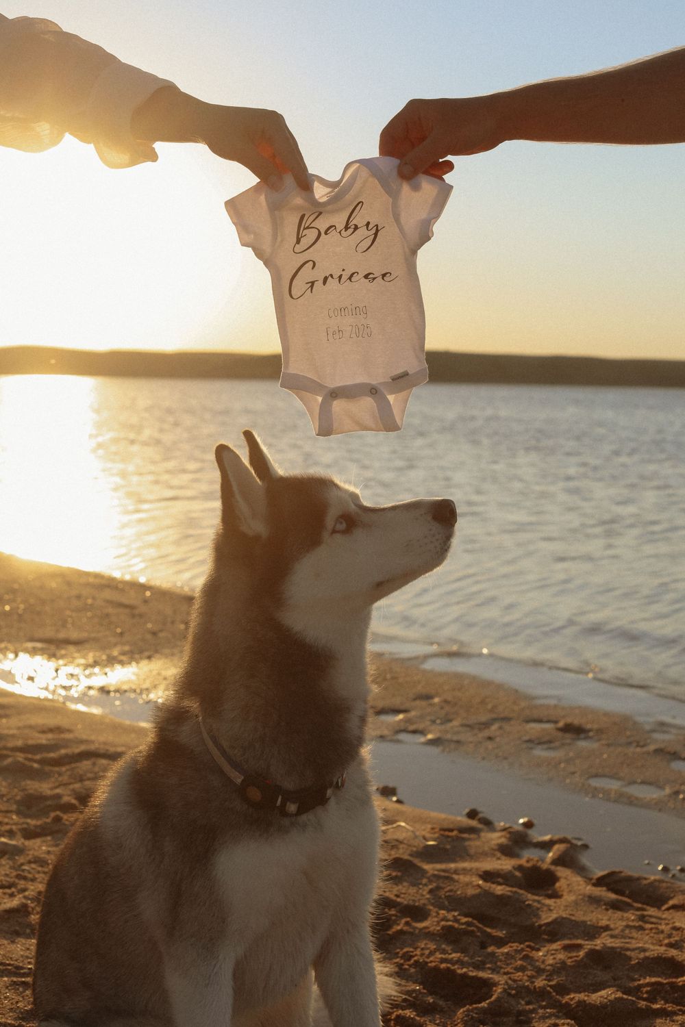 Silhouette of a husky dog sitting on beach at sunset with signs being held above.