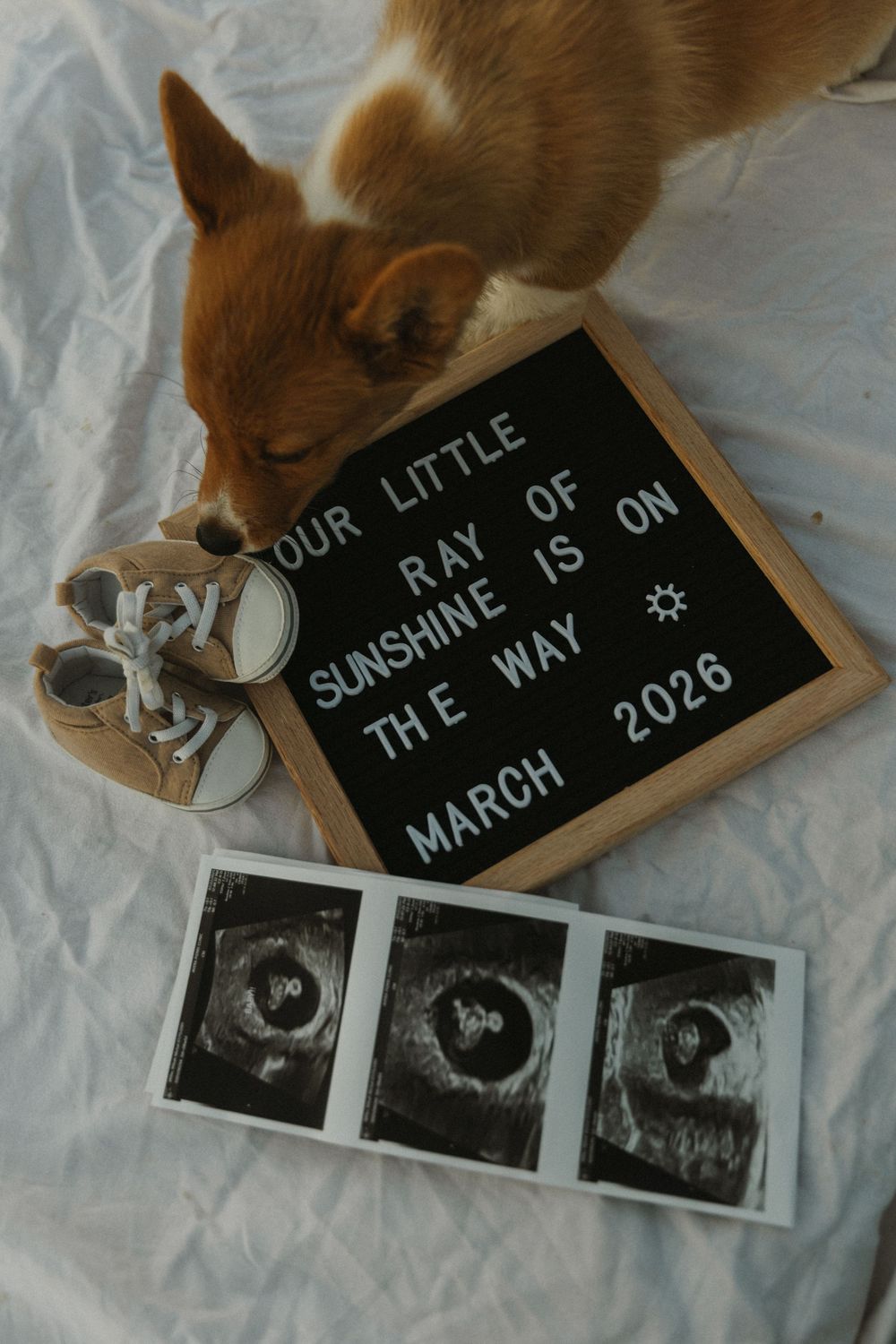 Pregnancy announcement featuring letterboard, baby shoes and ultrasound photos with corgi.