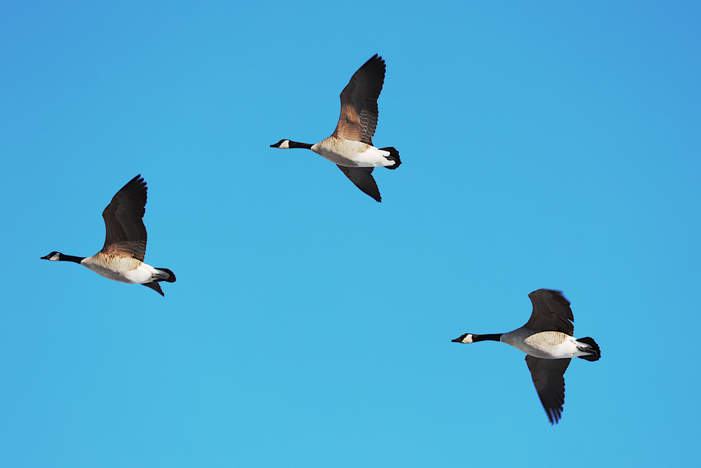 Flying Geese