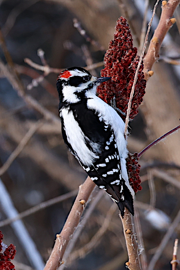 Hairy Woodpecker