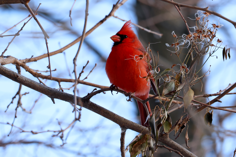 Northern Cardinal