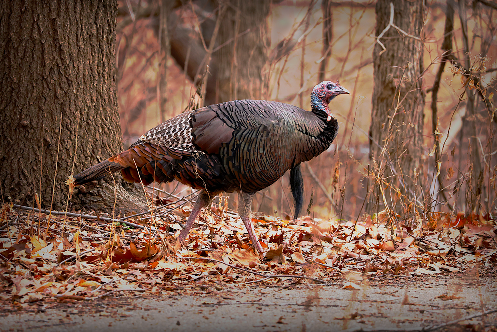Wild Turkey