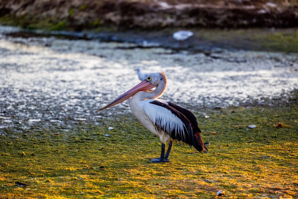 Australian pelican standing on yellow-tinged shoreline near water.