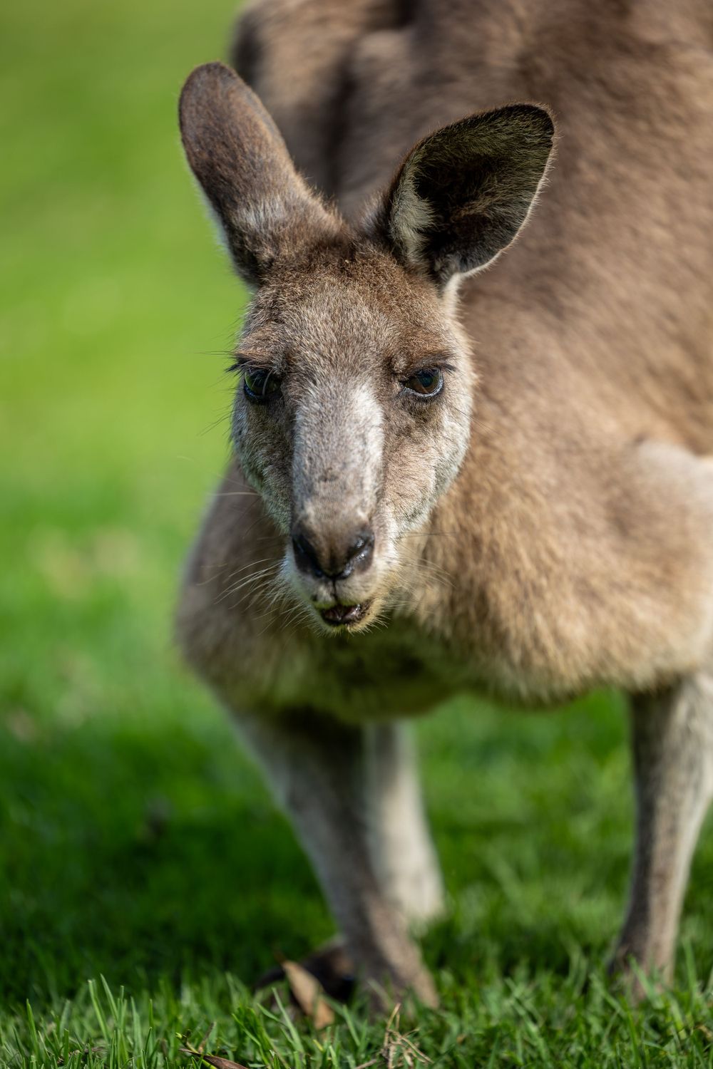 Close up portrait of a kangaroo face with alert ears against green background.