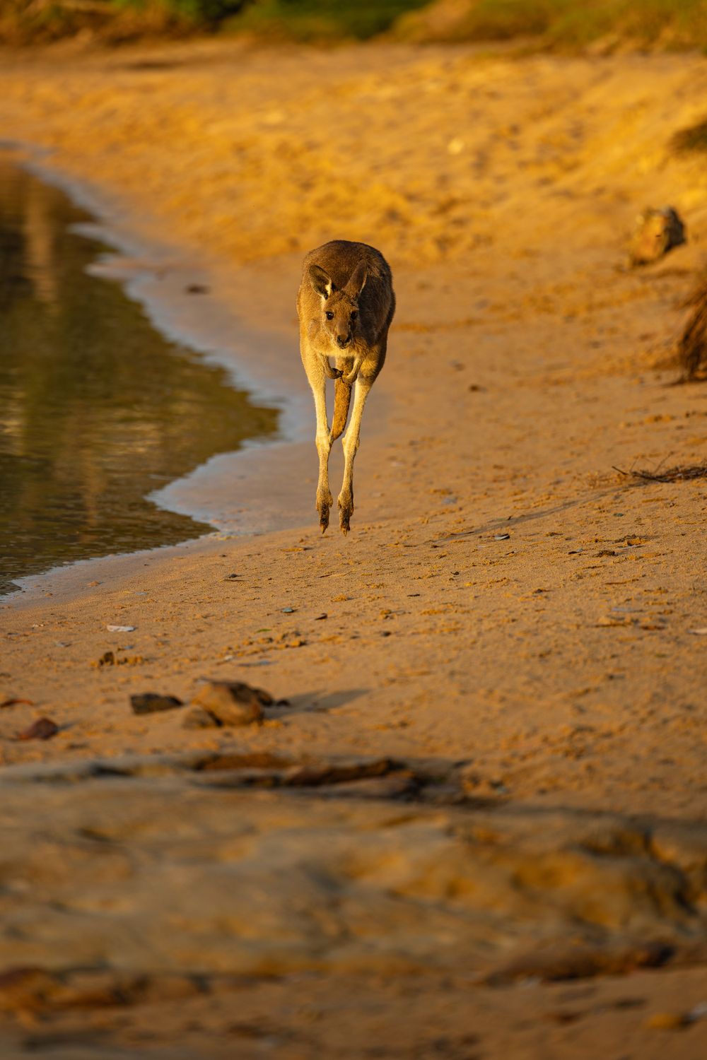 Wild dingo walking along sandy beach at golden hour.