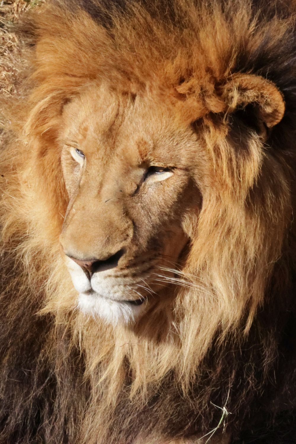 Close-up portrait of a majestic male lion with golden mane looking thoughtfully to the side.