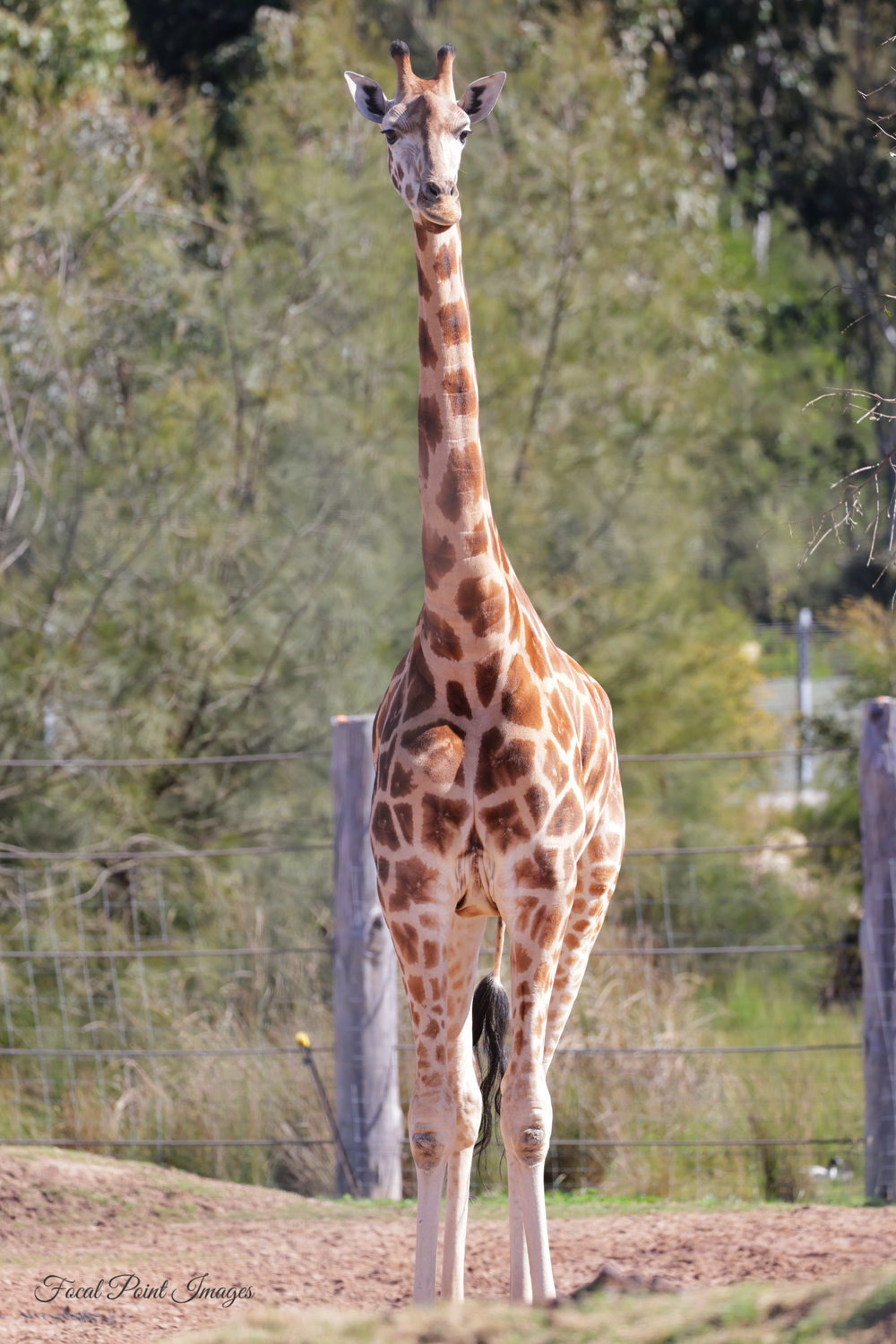 Tall giraffe standing against blurred natural background, showing distinctive spotted pattern.
