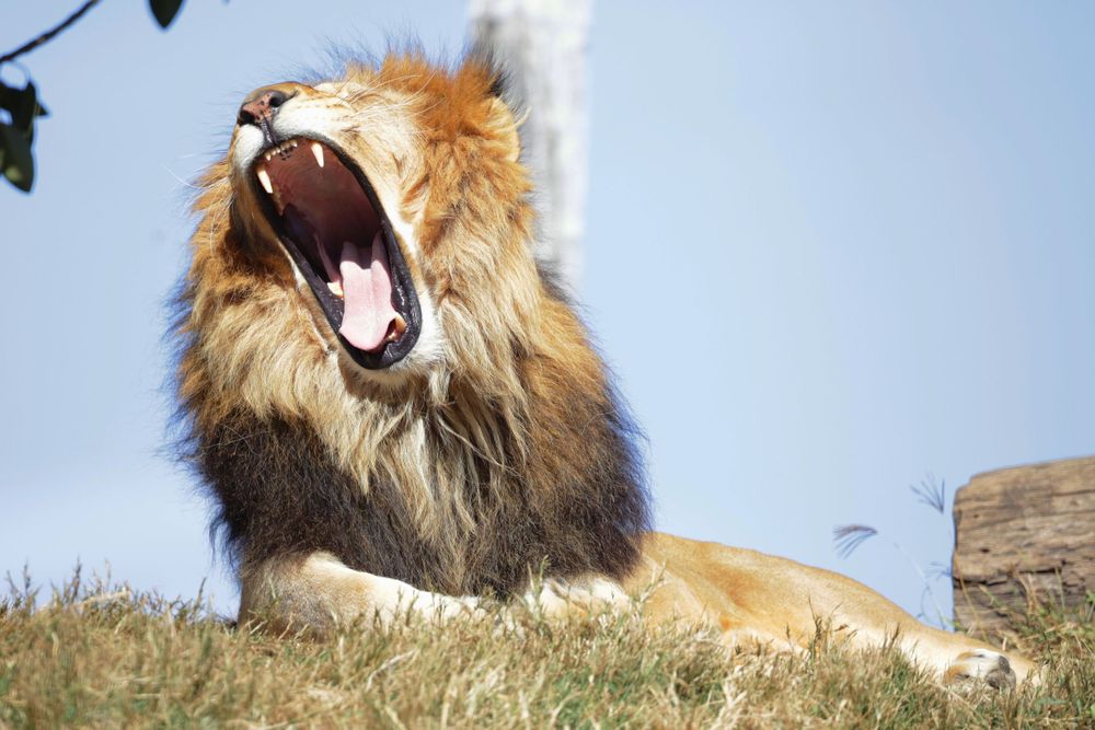 Lion with magnificent mane yawning widely while resting on grassy hill.