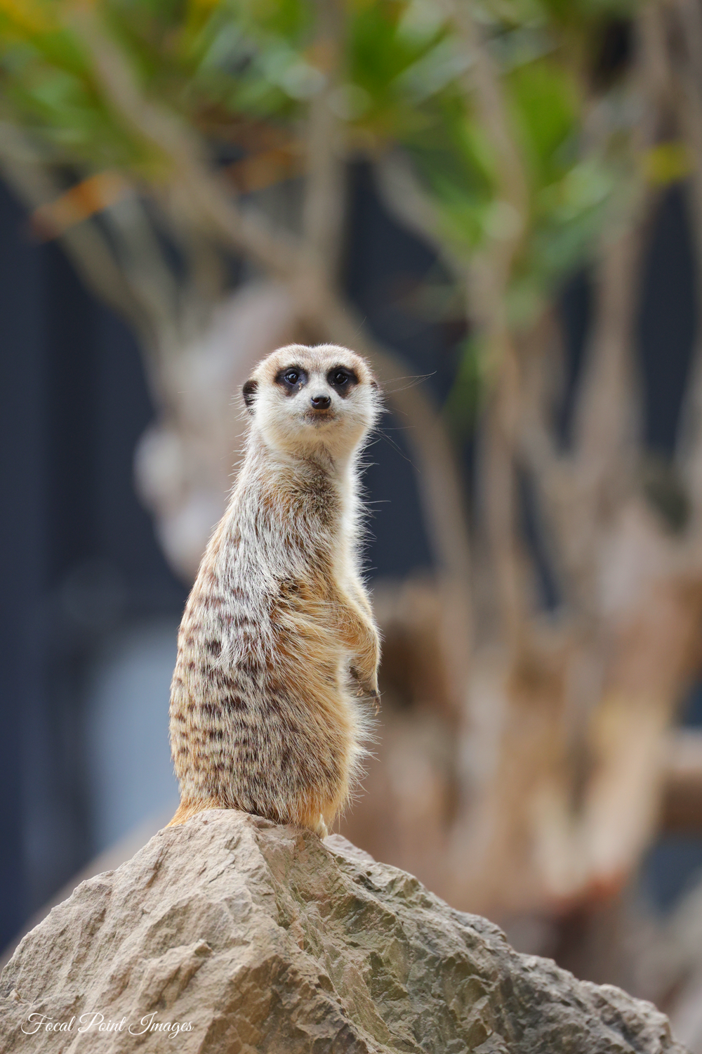 Alert meerkat standing sentinel on rocky outcrop against blurred background.