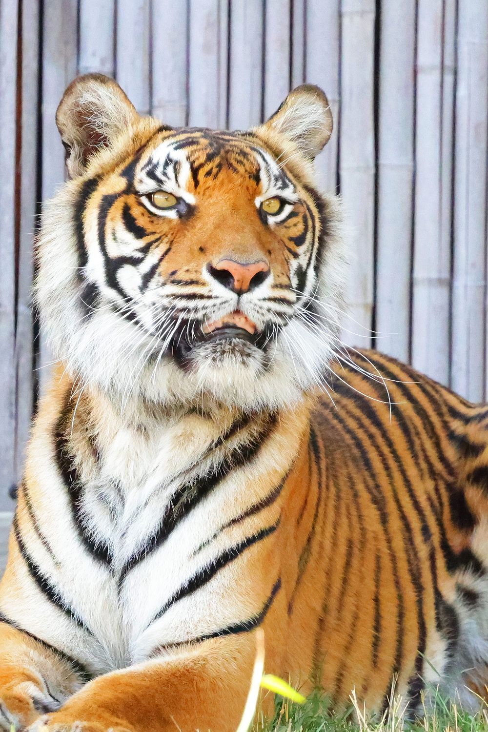 Stunning close-up of a Bengal tiger with intense blue eyes and distinctive orange and white stripes.