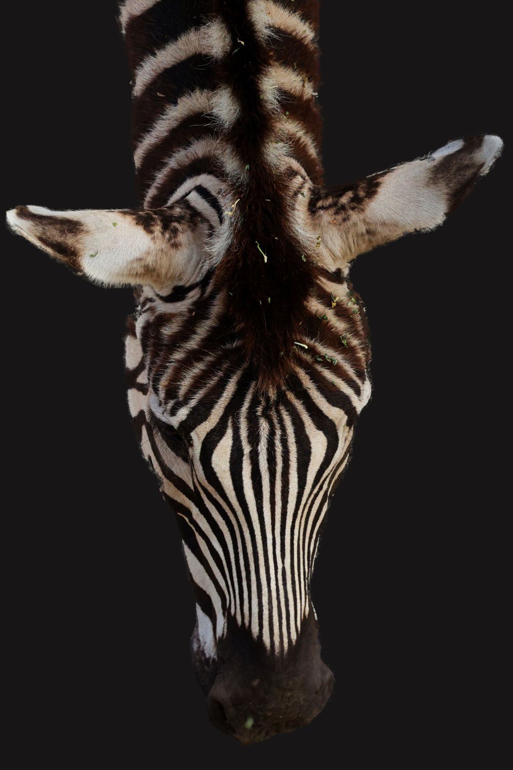 Dramatic overhead view of zebra face showing detailed black and white stripe pattern.