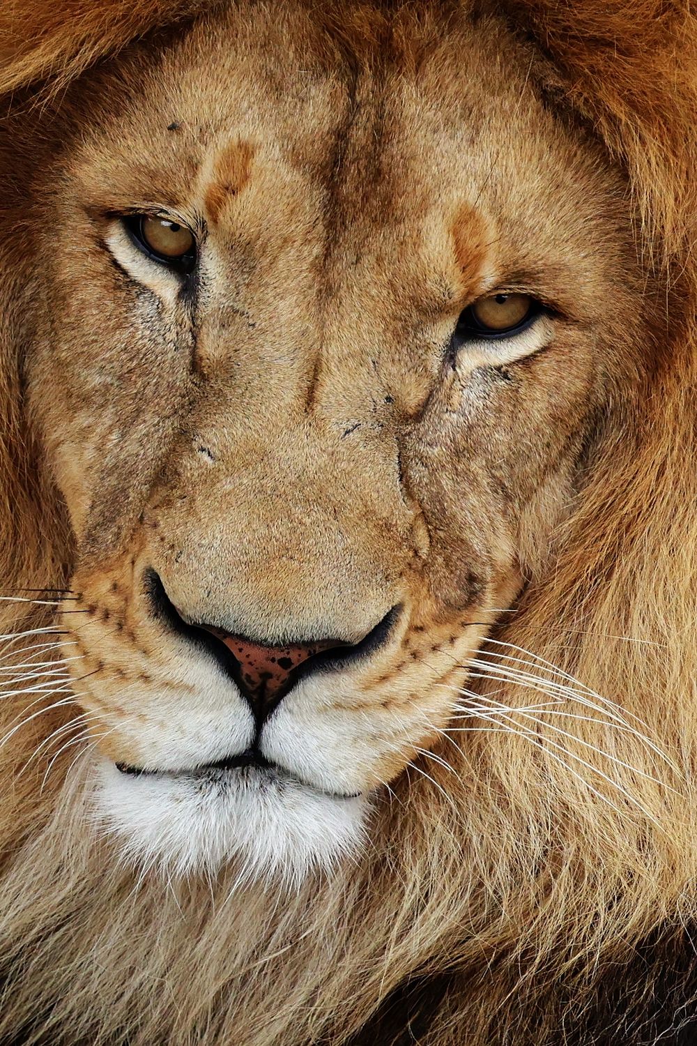 Intense close-up portrait of male lion's face showing detailed features and amber eyes.