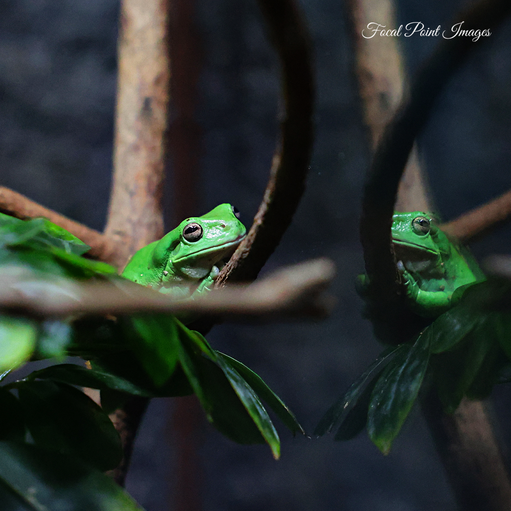 Two bright green tree frogs perched on dark branches with leaves.