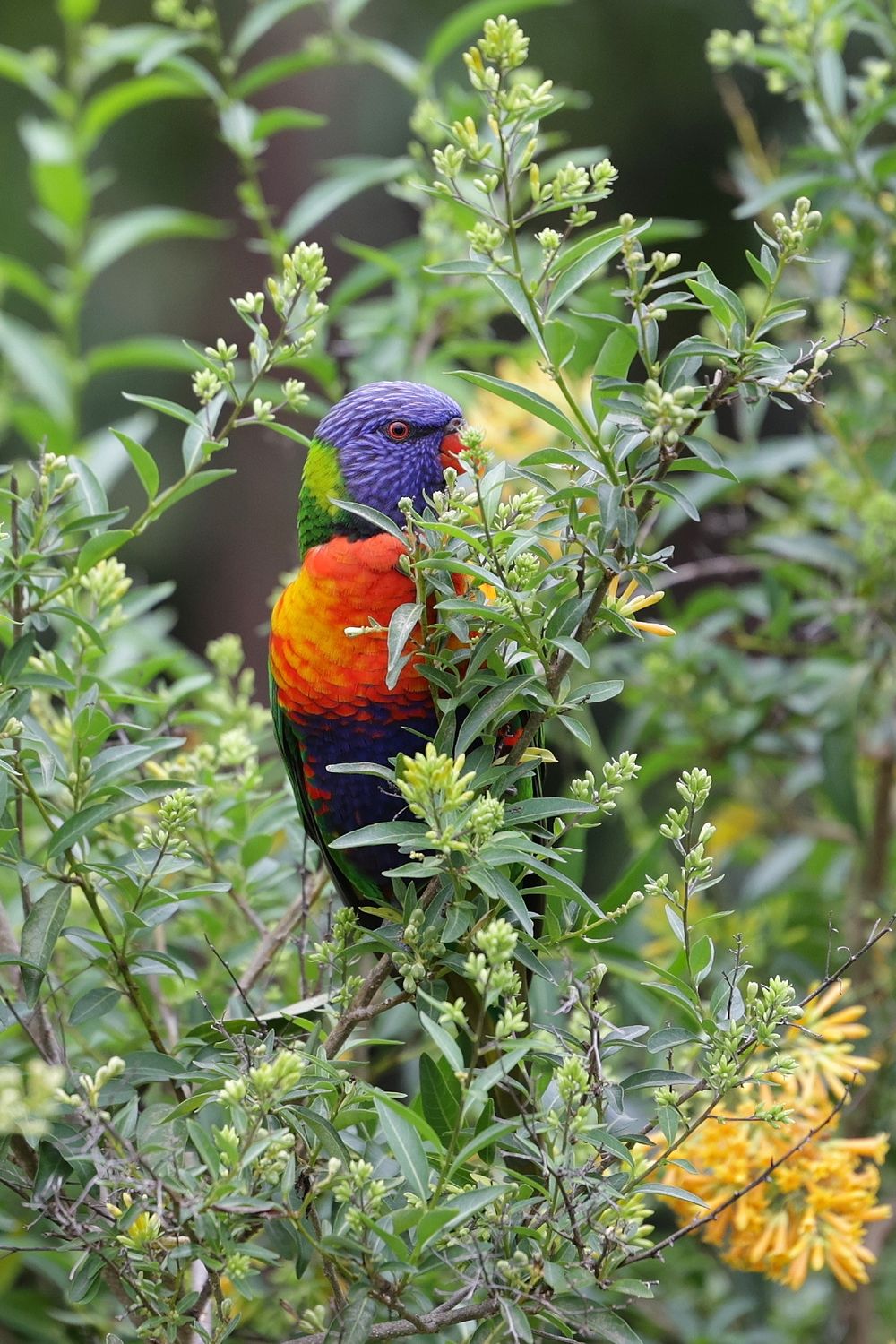 Colorful rainbow lorikeet perched among green foliage displays vibrant plumage.