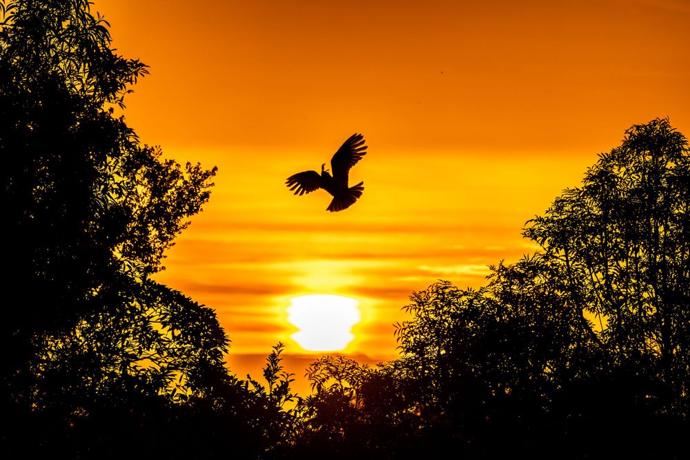 Silhouette of eagle flying against dramatic orange sunset sky.