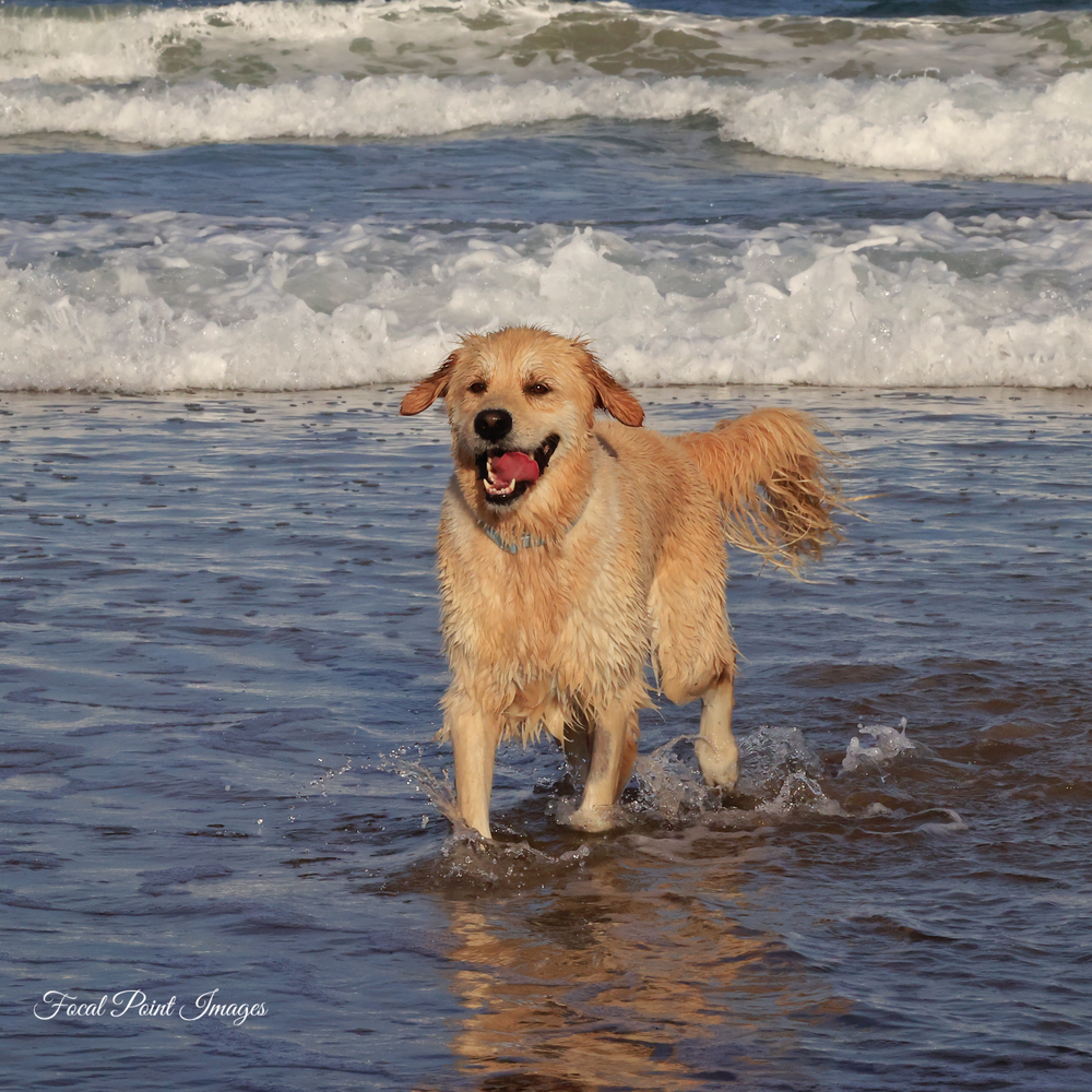 Happy golden retriever playing in ocean waves at the beach.