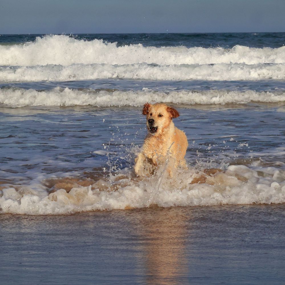 Golden retriever dog playing in ocean waves at the beach.