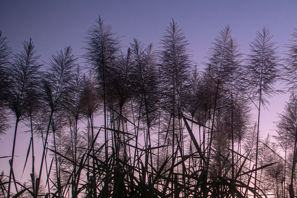 Silhouetted sugar cane stalks against a misty purple twilight sky.