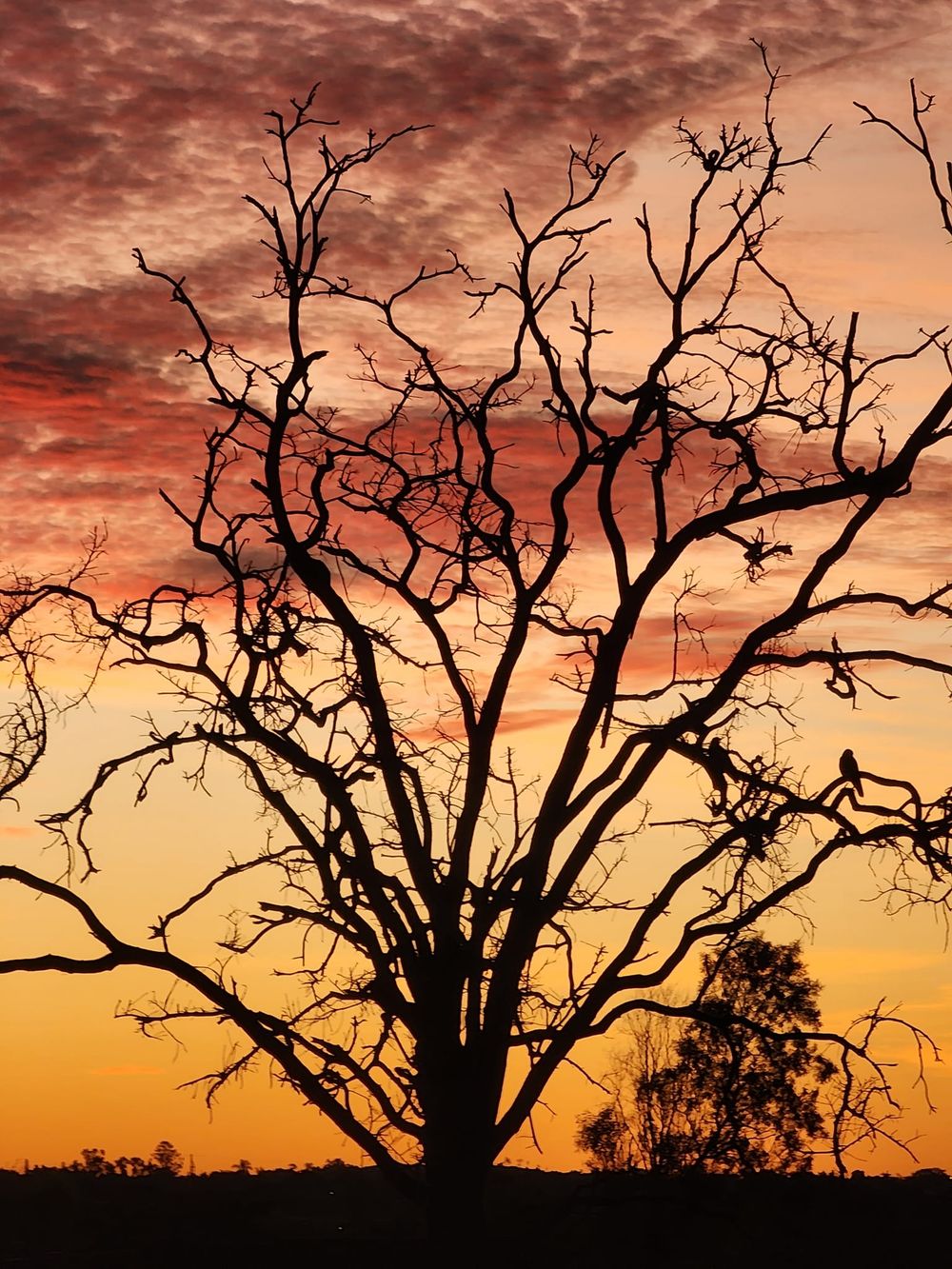 Silhouetted bare tree branches against a dramatic orange and red sunset sky with dark wispy clouds.