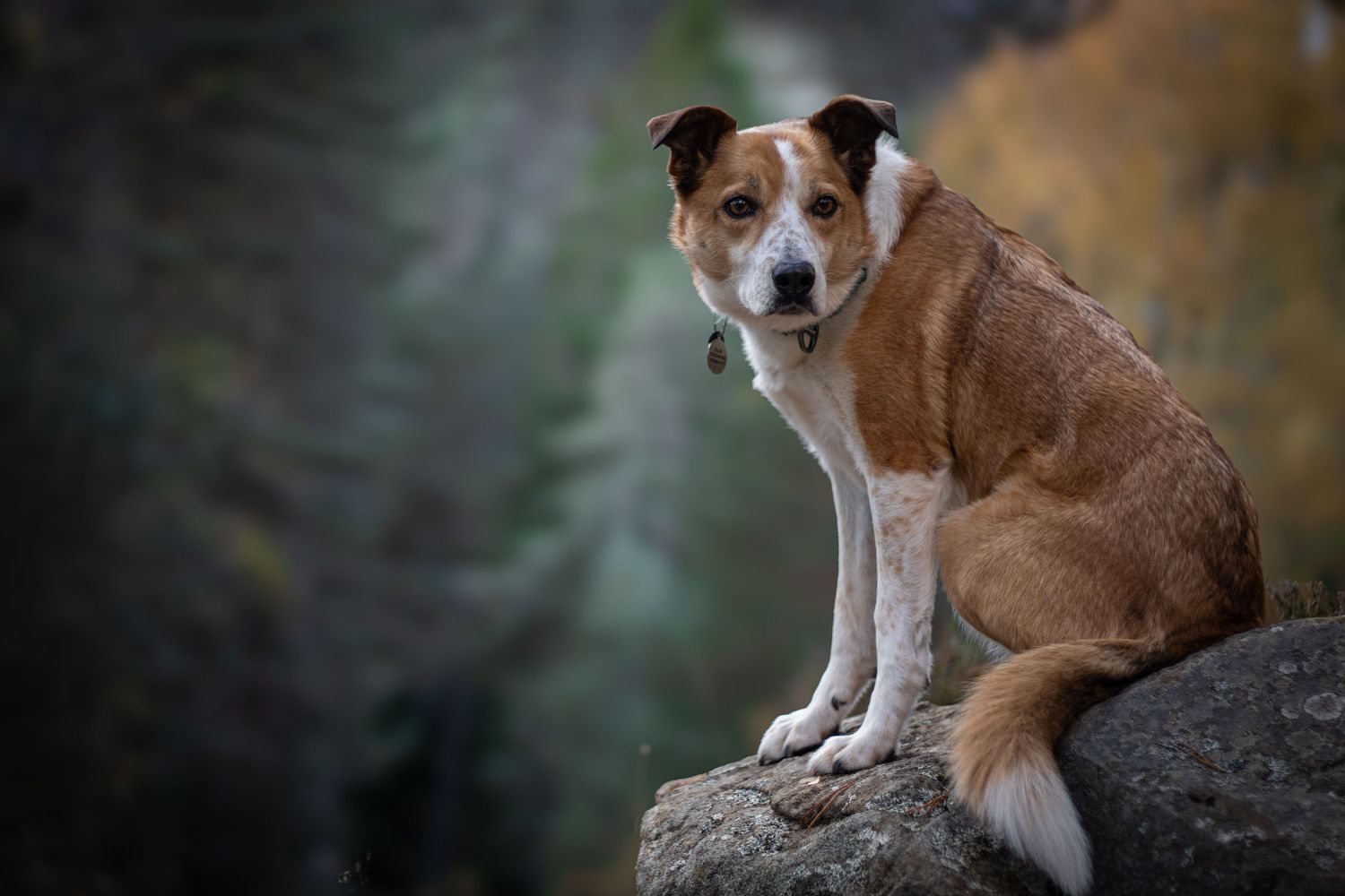Photograph of a Welsh Sheepdog by Woodland Workbench