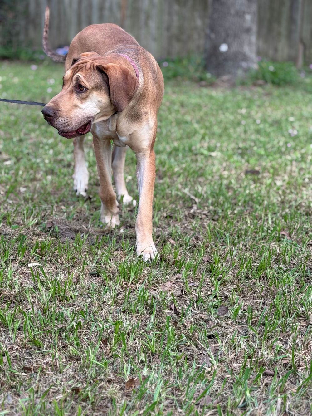 A brown and tan hound dog on a leash walking across a grassy yard near a wooden fence.