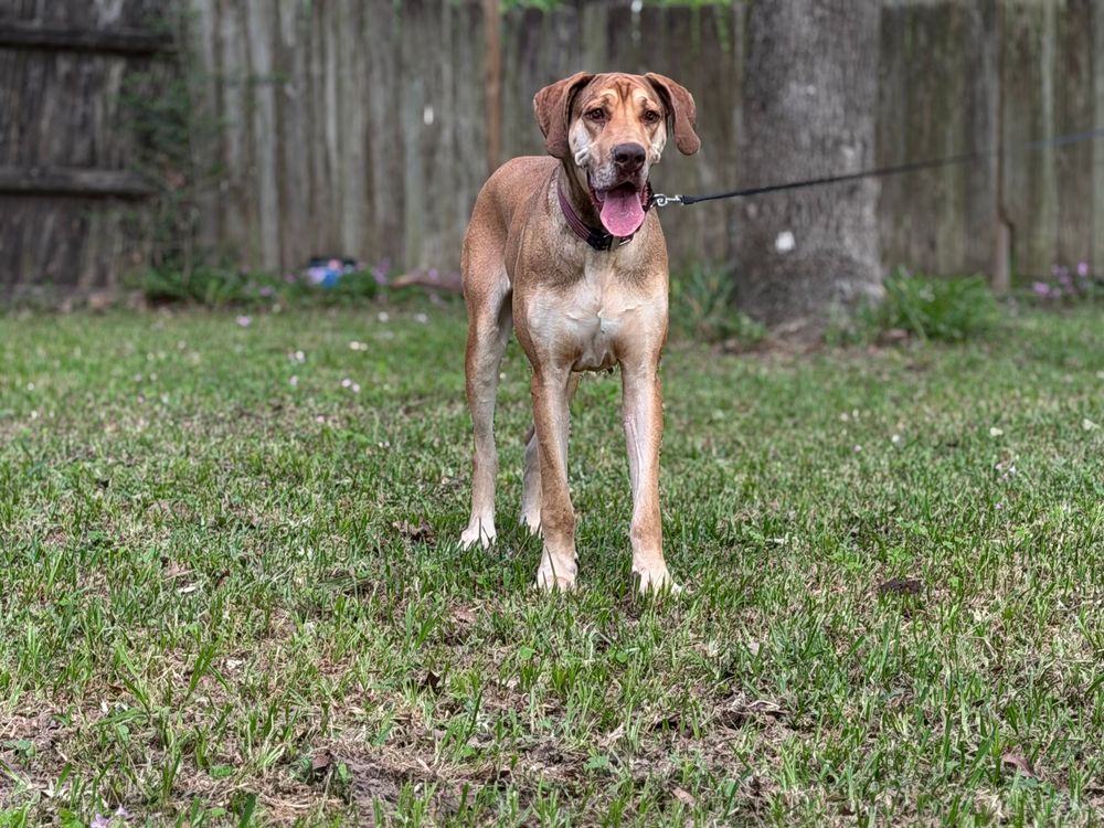 A tan hound dog stands on green grass in a backyard, mouth open and tongue out, on a leash near a wooden fence.