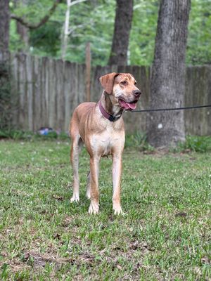 A lean tan dog on a leash stands alert on green grass with a wooden fence and trees in the background.