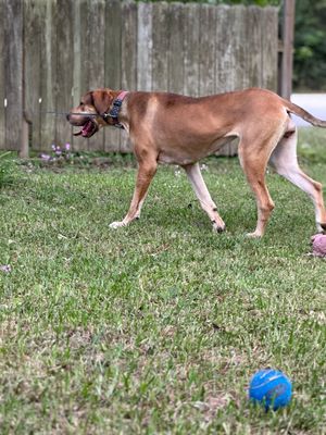 A brown dog plays fetch with a blue ball in a grassy backyard near a wooden fence.