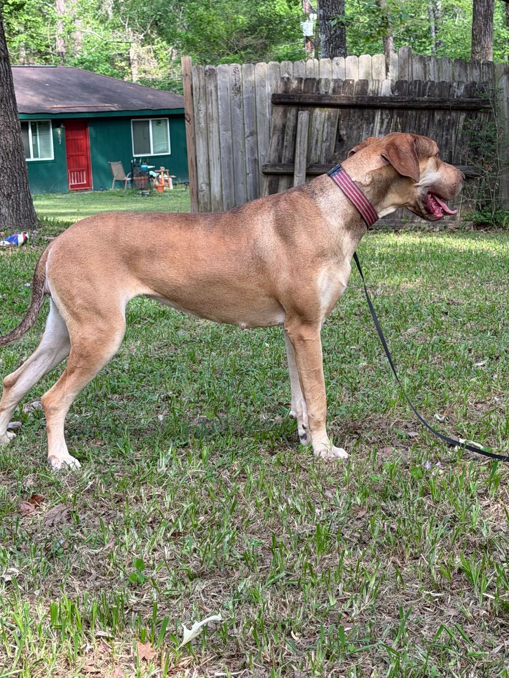A tan dog on a leash standing in a grassy backyard with a wooden fence and green house in the background.