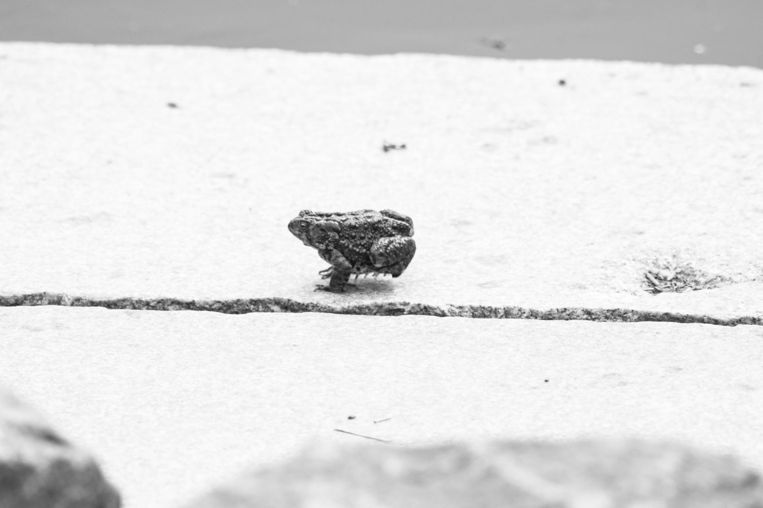 A small toad sitting on a concrete surface in a black and white photo.