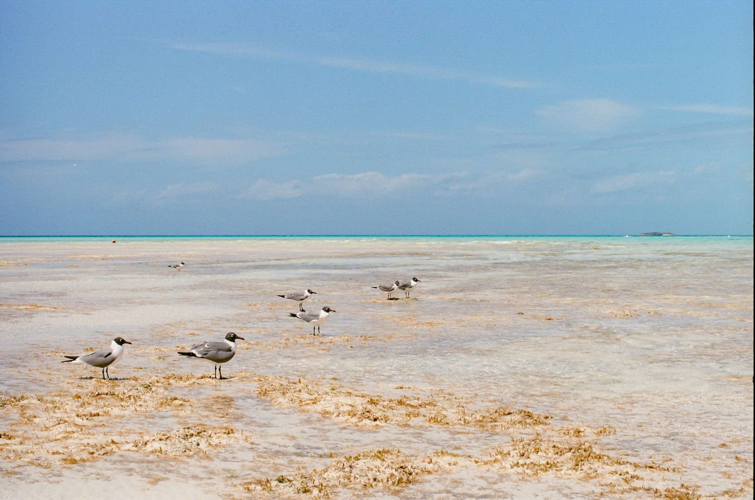Seagulls standing on a shallow sandy beach with crystal clear turquoise water and blue sky in the background.