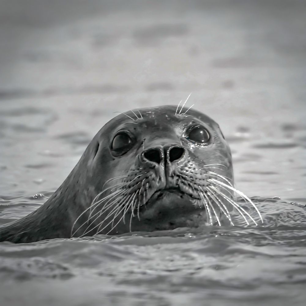 Phoque gris nageant dans la Baie d’Authie près de Berck, regard émergent de l’eau, photographie animalière en Hauts-de-France