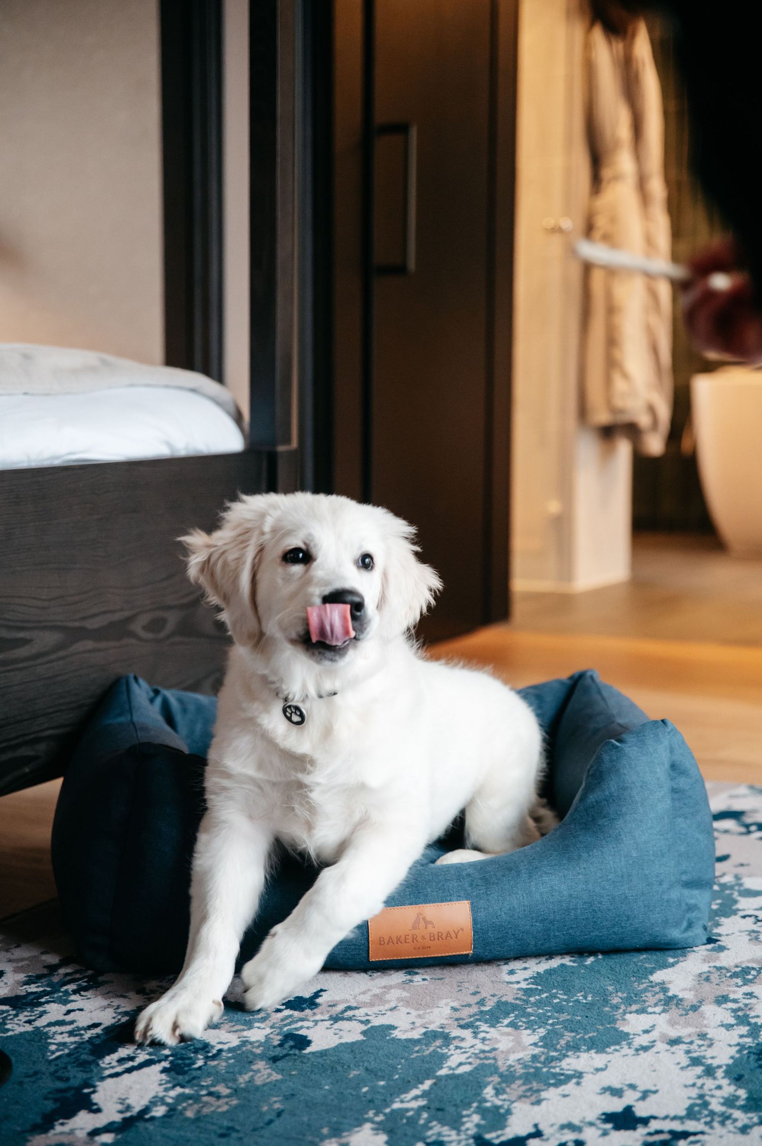 Hotel photography at Windsor Fairmont park with a Baker & Bray dog bed