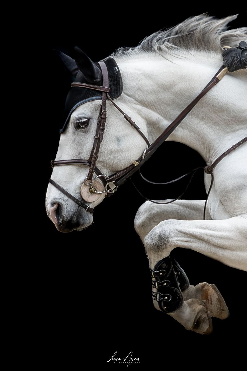 equine