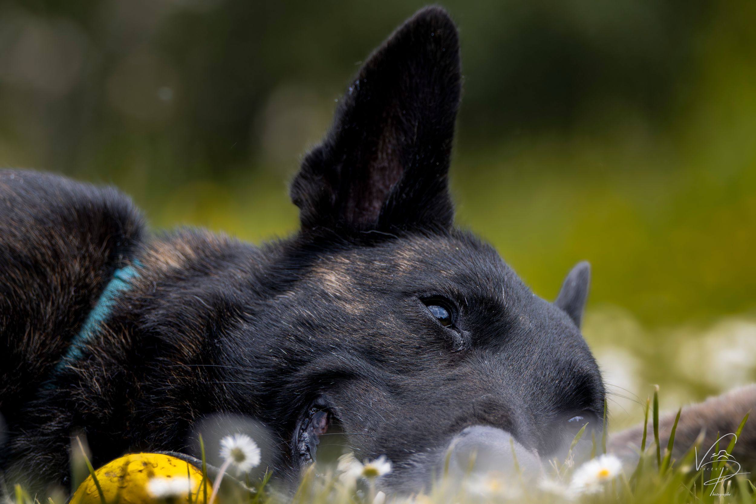 Black dog lying in a field of white dandelions on a sunny day.