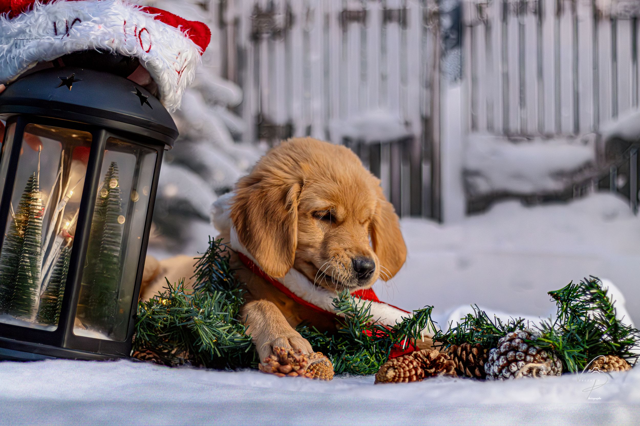 Golden retriever puppy rests on snowy ground surrounded by festive holiday decorations and greenery.