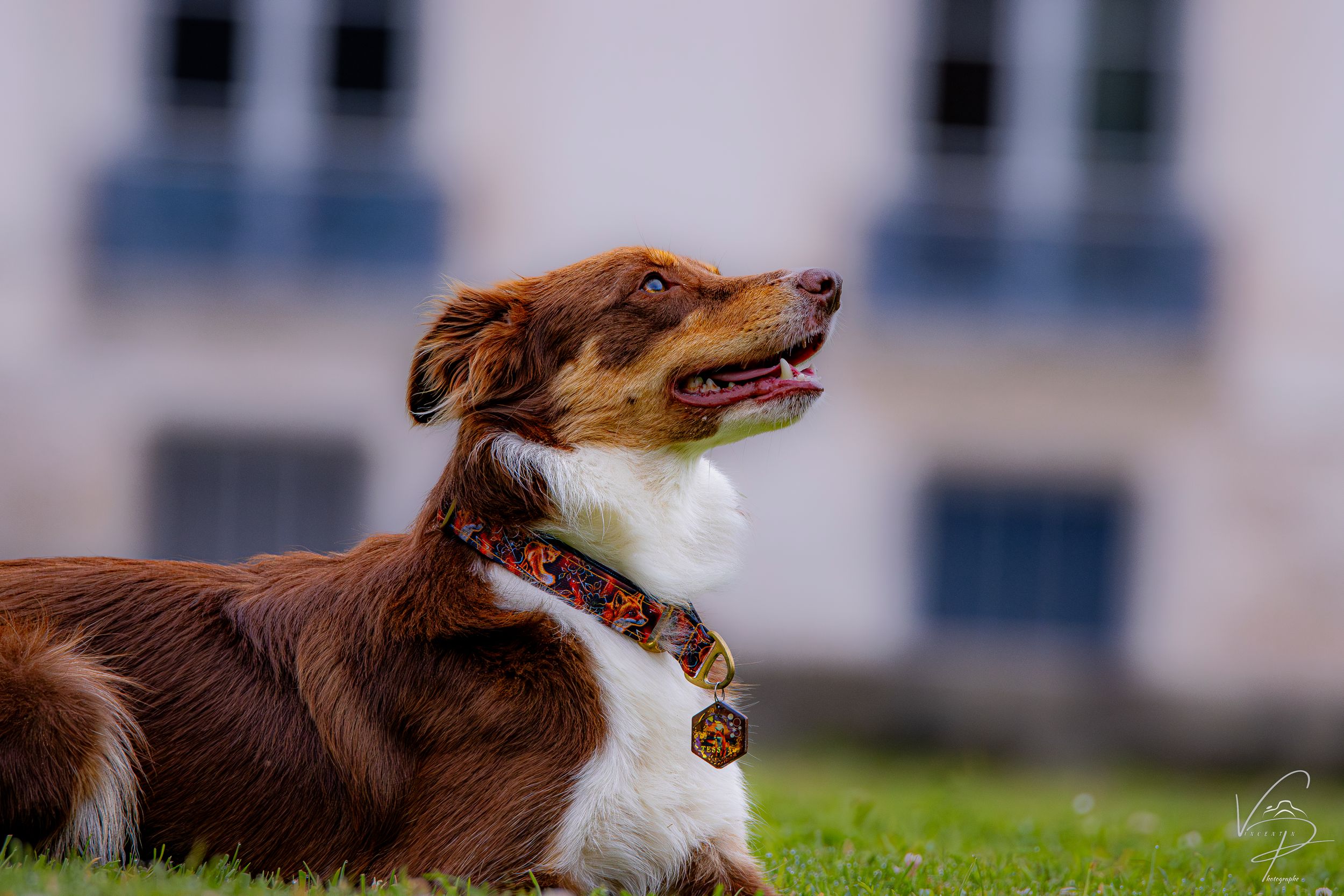 Australian Shepherd dog running through grass with joyful expression.