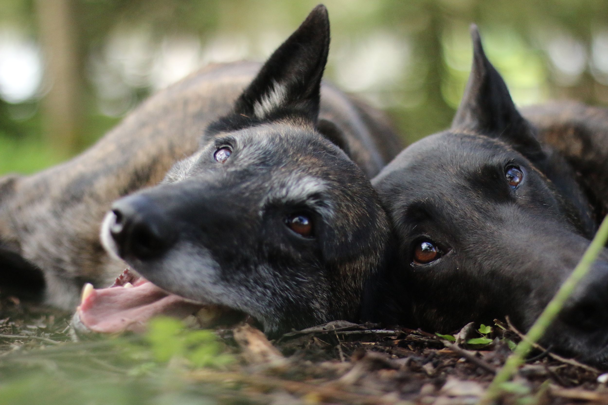 Black dog lying in grass with soulful dark eyes looking at camera.