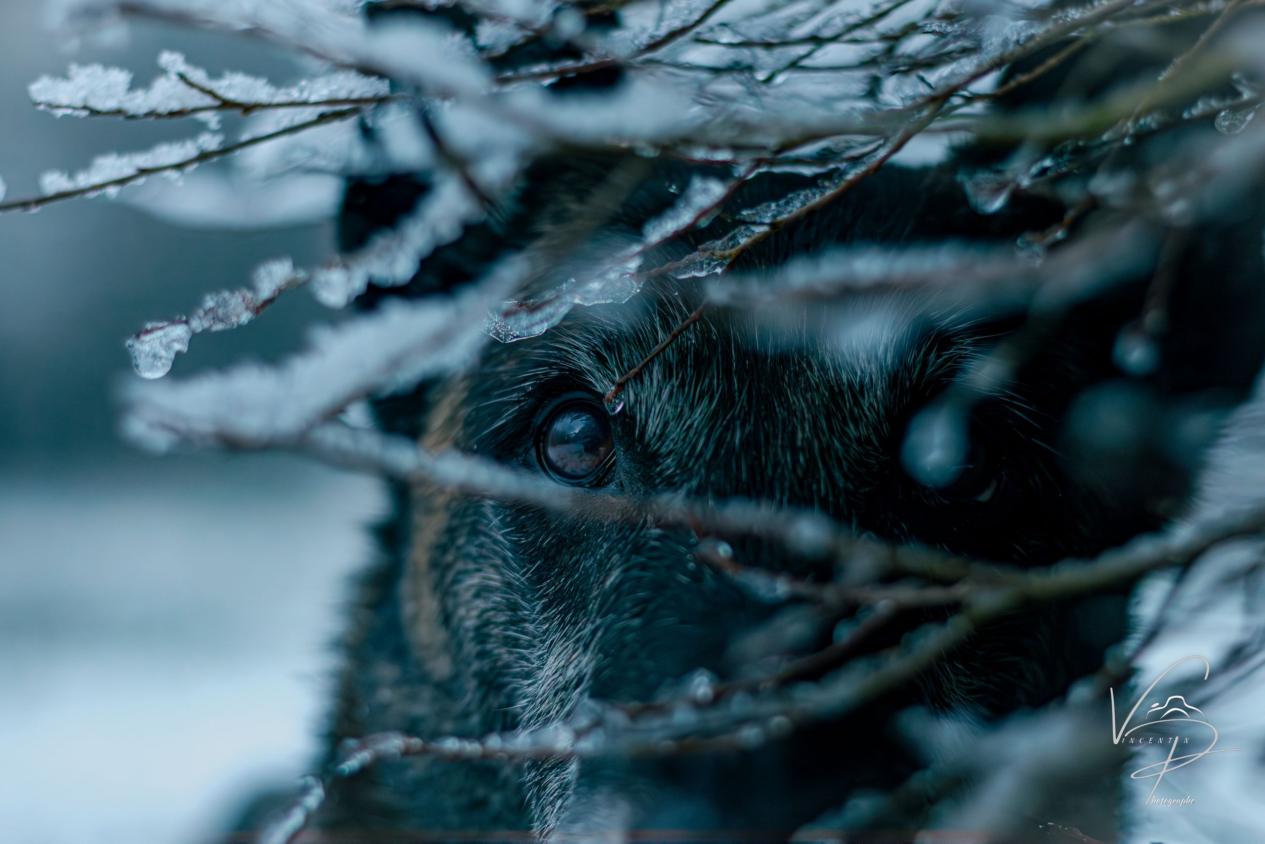 Frost covered tree branches create an ethereal winter scene against a misty blue background.