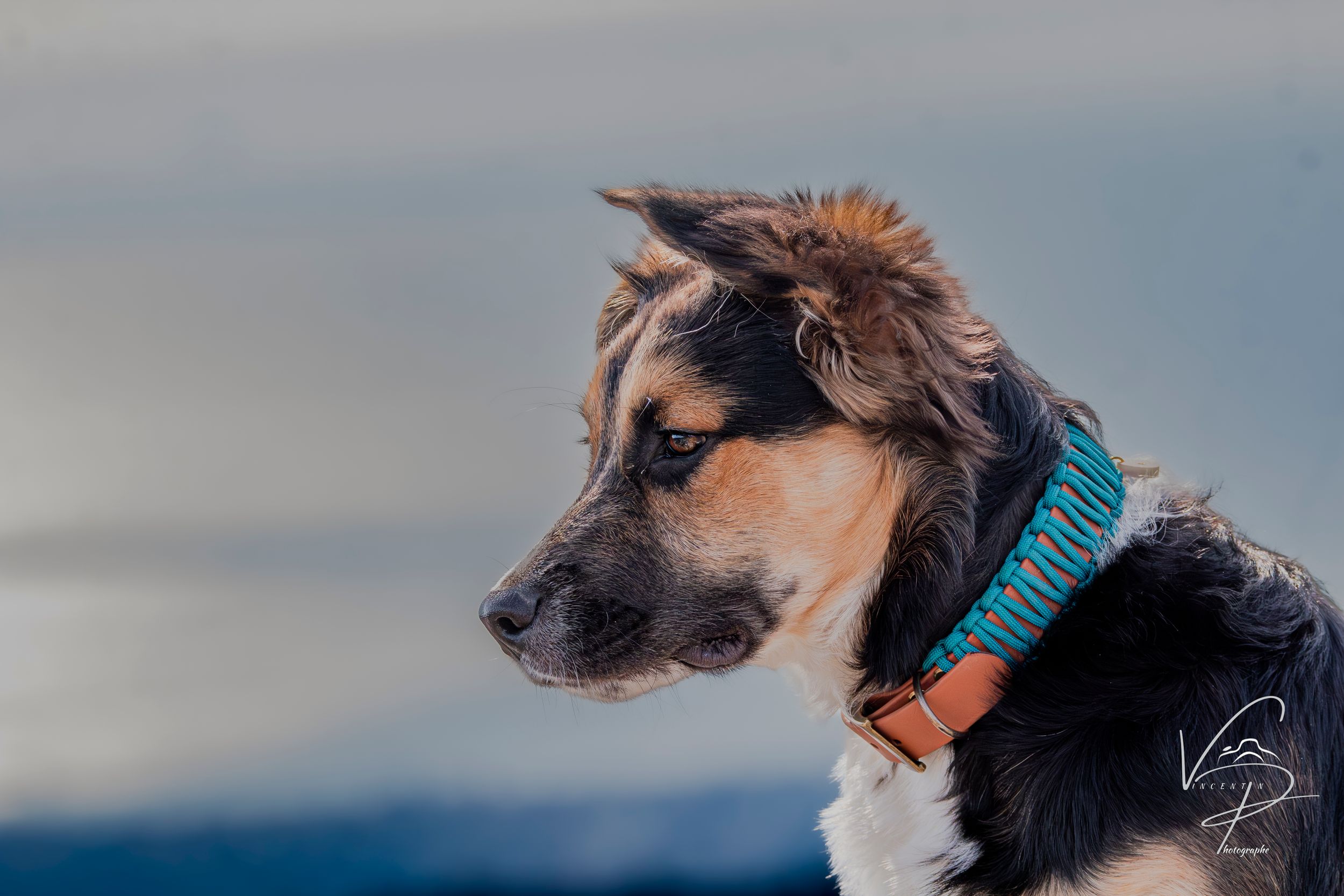 Close-up profile shots of dogs wearing colorful collars against a blue sky background.