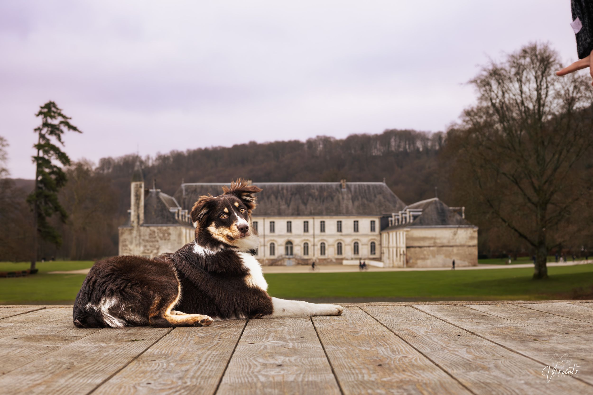 A border collie rests on a wooden deck overlooking a grand historic estate building in the distance.