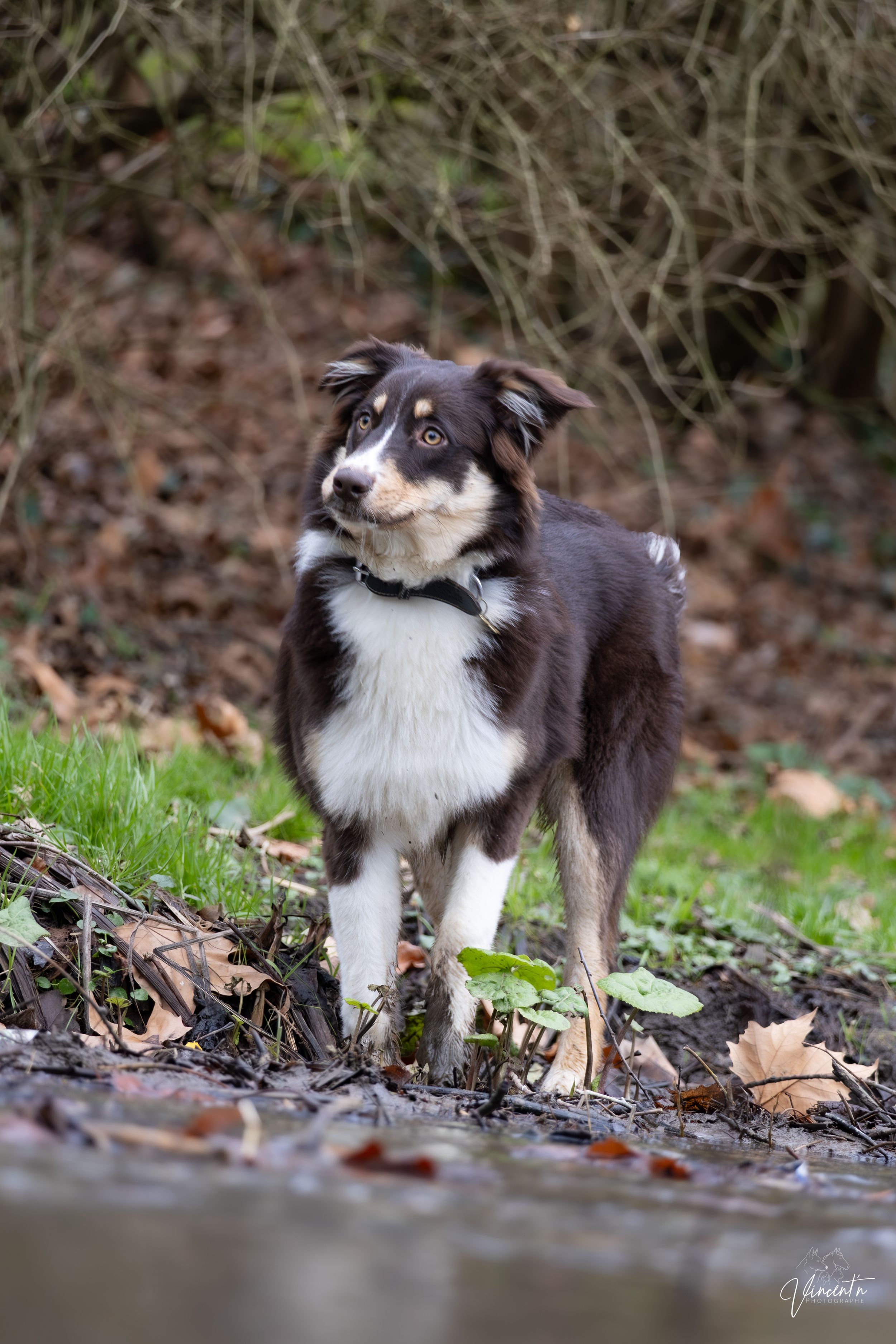A black and white border collie explores fallen leaves on a forest path with an alert and curious expression.