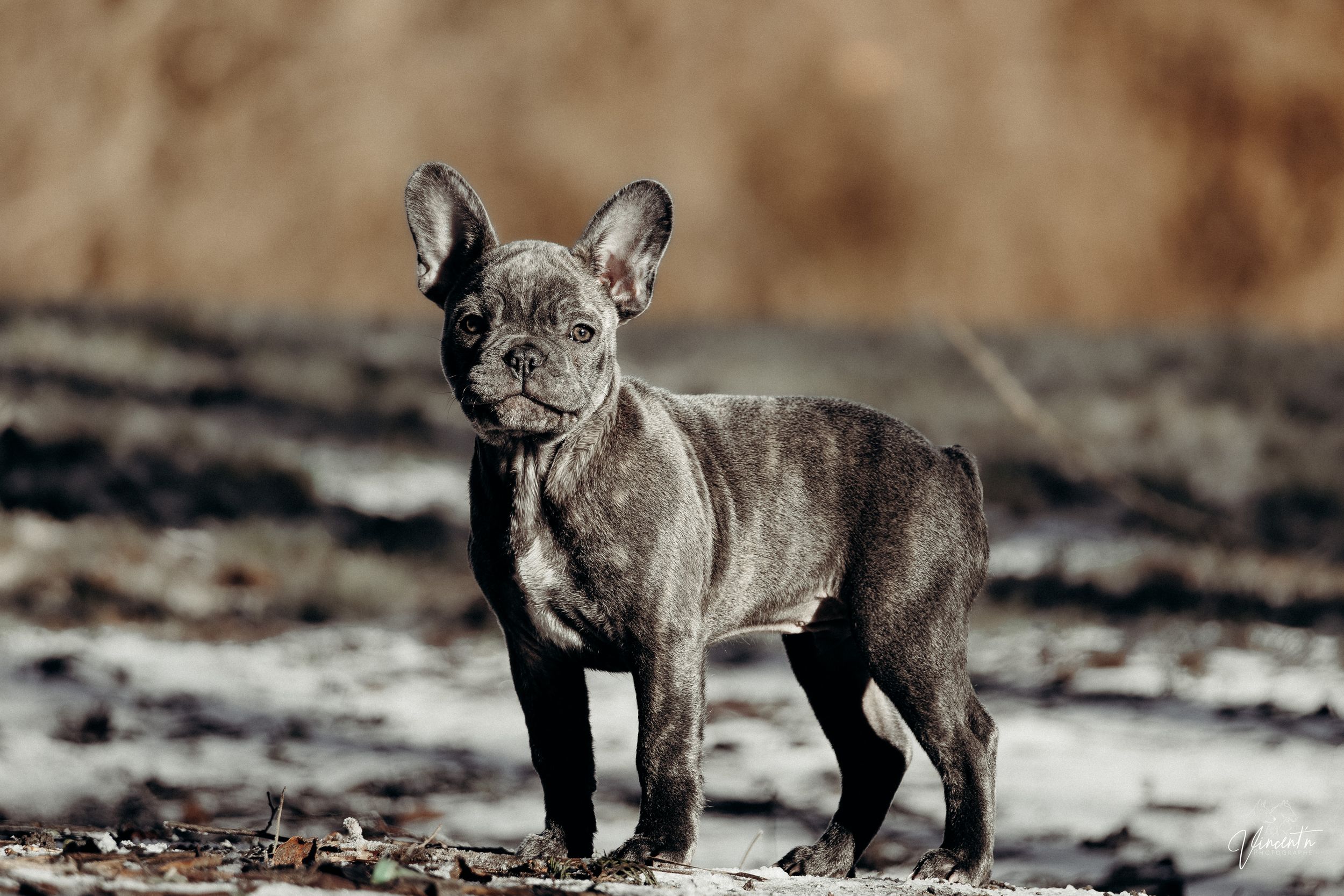 A small black French Bulldog puppy walking on a beach with blurred background.