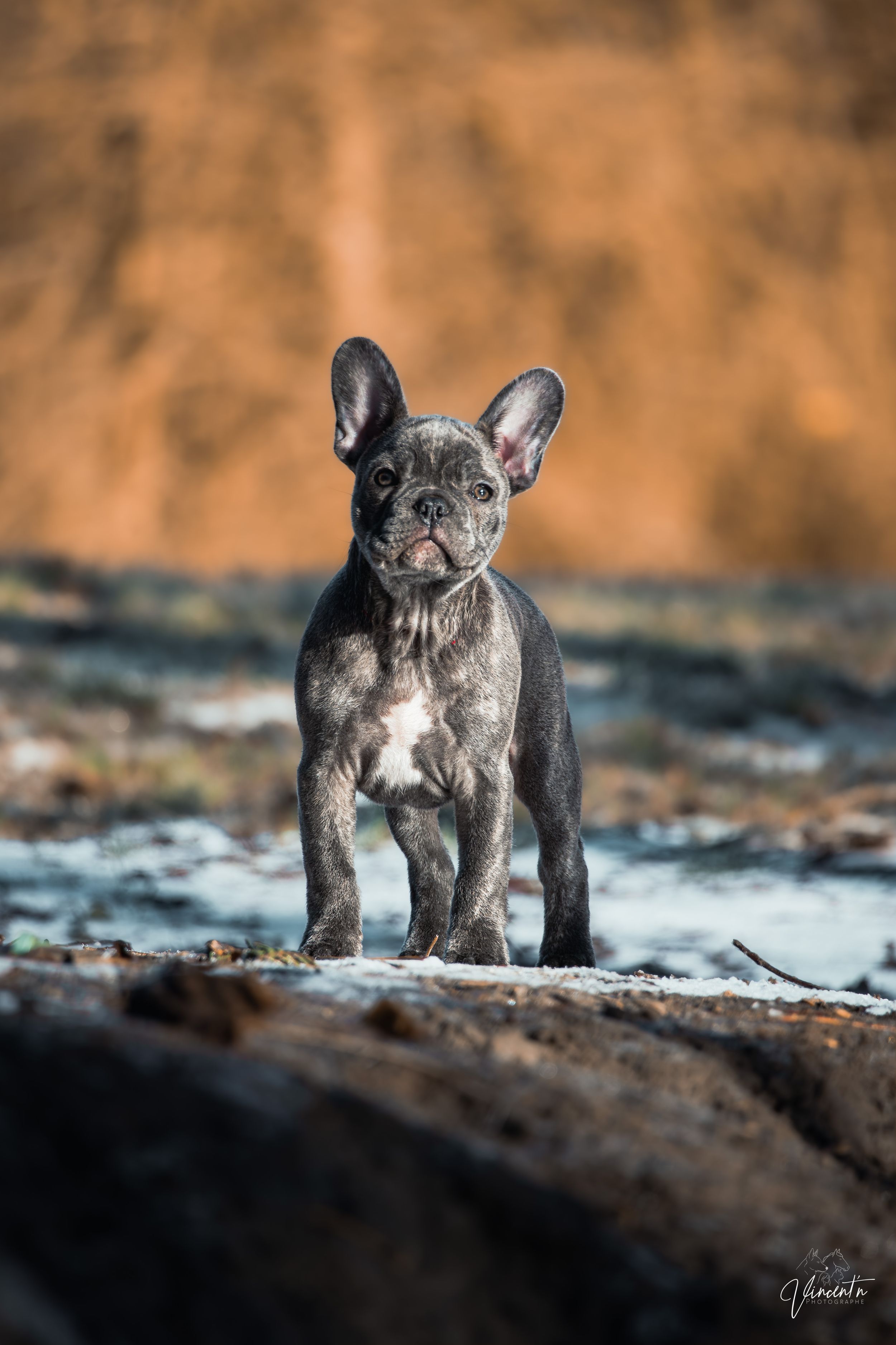 Four sequential photos show an adorable French Bulldog puppy exploring snowy ground against a warm brown background.